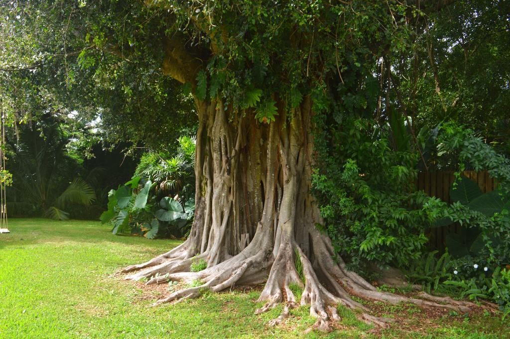 Banyan Tree B&B Retreat Makawao Eksteriør billede